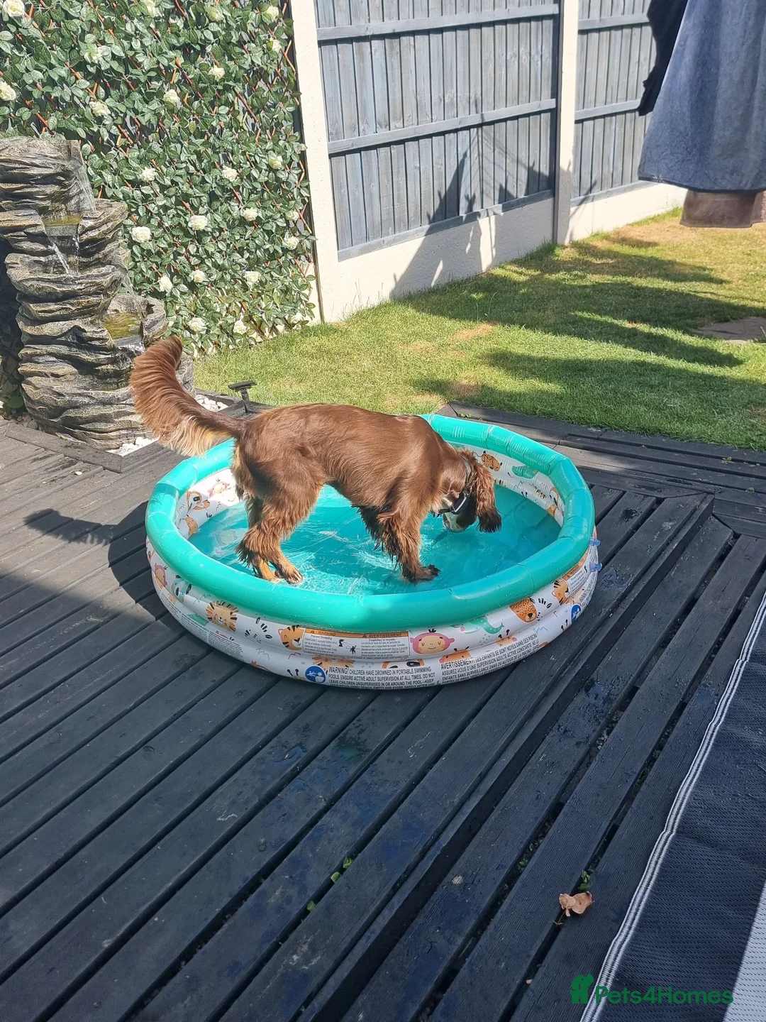Cocker Spaniel dogs for sale: Max - 14 month old tri-coloured cocker spaniel  - Advert 8