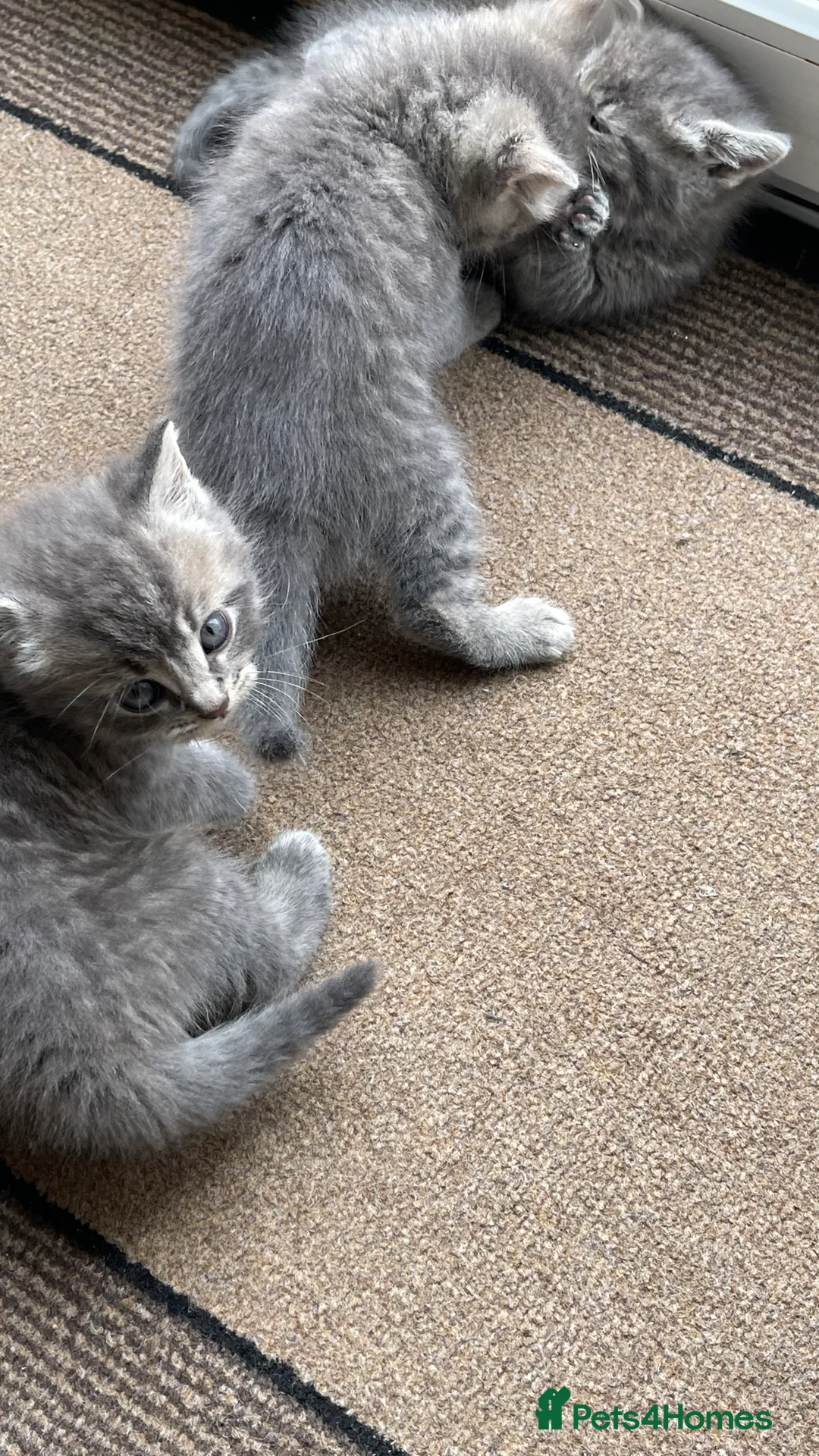 Mixed Breed cats for sale: Five adorable kittens available–2 boys and 3 girls - Advert 2