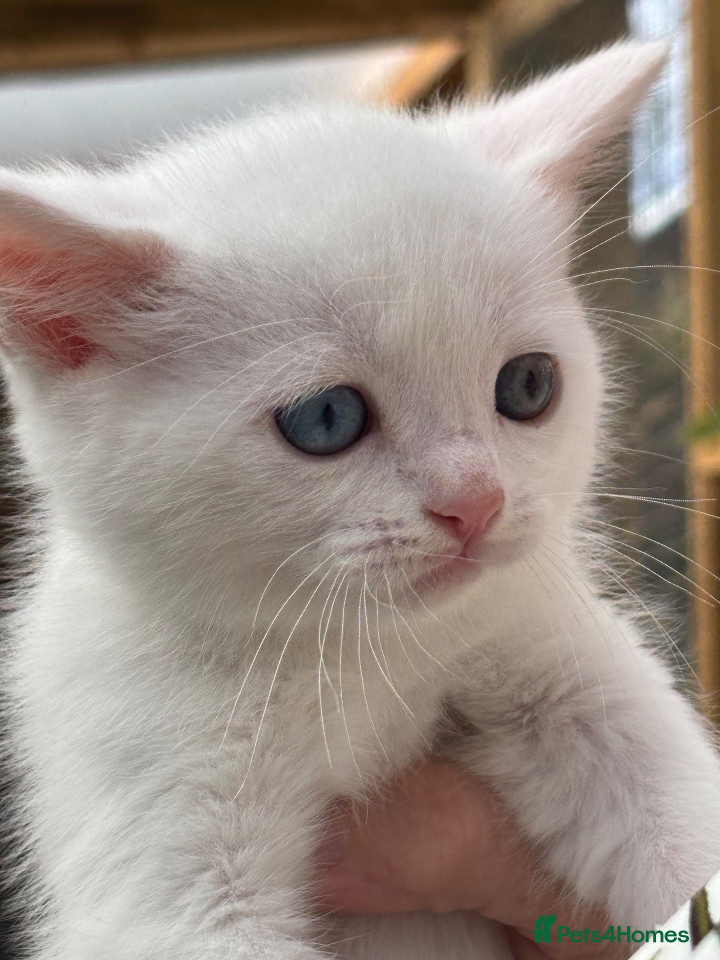 Scottish Fold cats 1 male ODD EYES kitten left - Advert 2