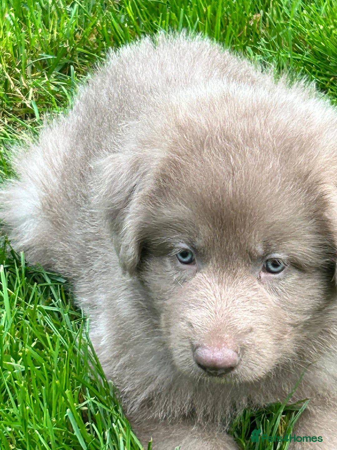 German Shepherd dogs for sale: German Shepherd pups kc reg health tested  - Advert 1