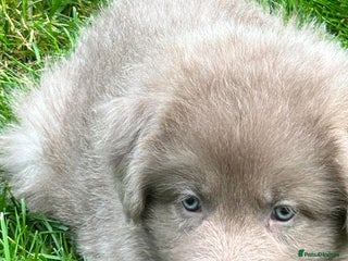 German Shepherd dogs - Advert 8