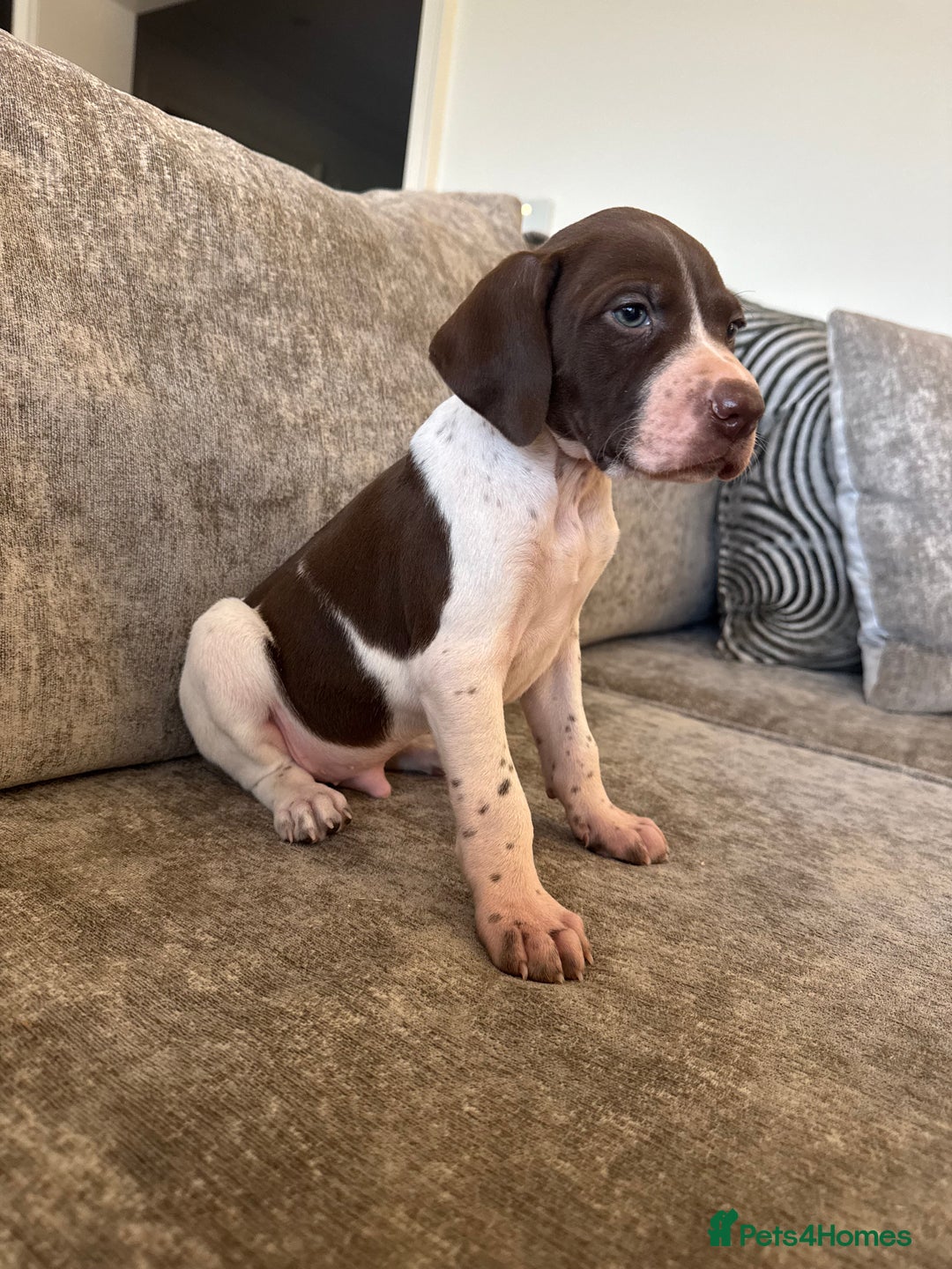 Pointer dogs for sale: BEAUTIFUL PEDIGREE POINTER PUPPIES - Image 8