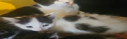 Mixed Breed cats for sale: Kittens black - white - Advert 7