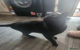 Mixed Breed cats for sale: Beautiful black cat  - Image 2