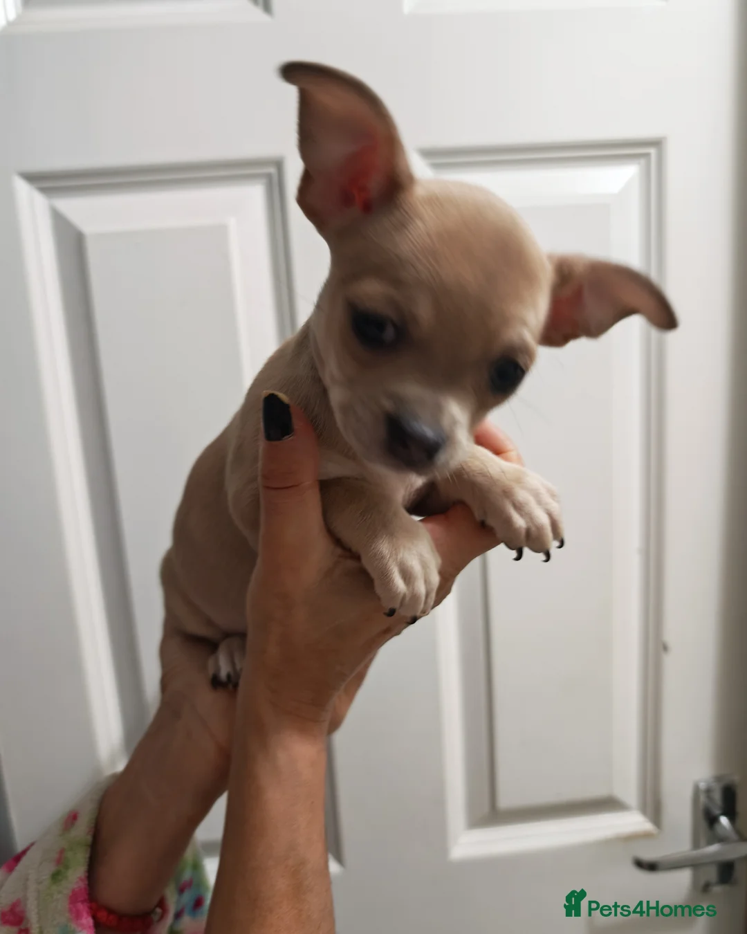 Chihuahua dogs for sale: Chihuahua puppys - Advert 13