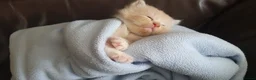 British Longhair cats for sale: Beautiful long haired kittens - Advert 3