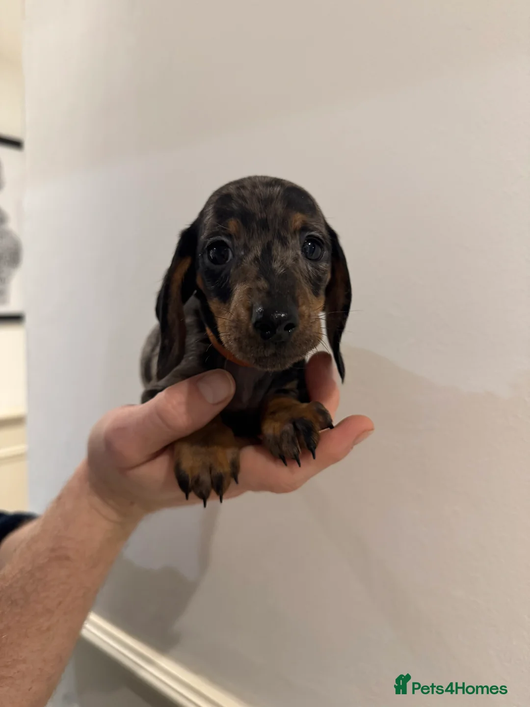 Miniature Dachshund dogs for sale: READY NOW KC Miniature Dachshunds  - Advert 3