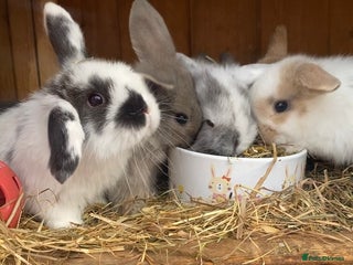 Mini Lop rabbits Mini lop Doe - Advert 16
