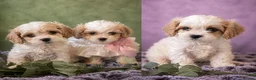 Cavapoochon dogs for sale: Extensively Health tested Ready to leave now 💕 - Advert 9