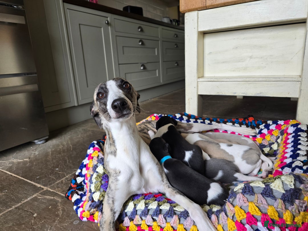 Whippet dogs for sale: Kc reg whippet litter.  male & female available - Image 22