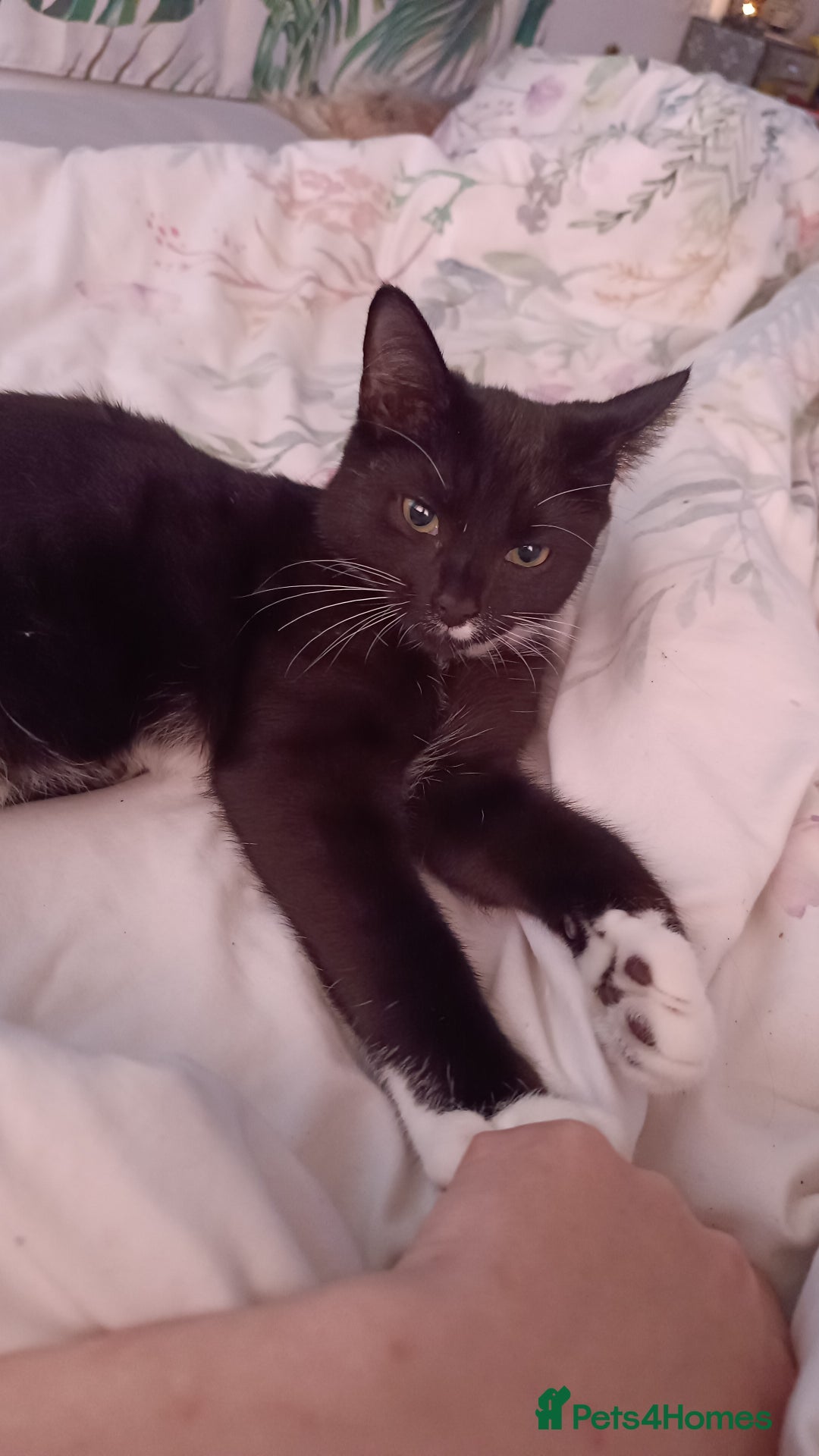 Mixed Breed cats for sale: Tux male kitten  - Image 2