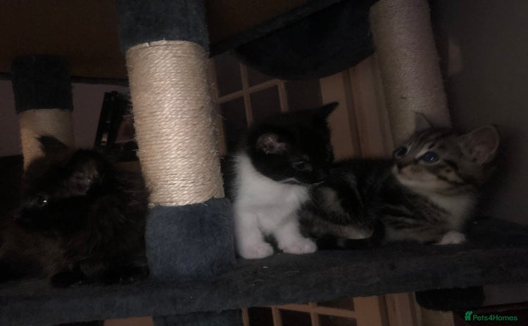 Mixed Breed cats - Advert 4