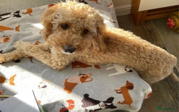 Cockapoo dogs for sale: 8 month old Toy cockapoo - Image 5
