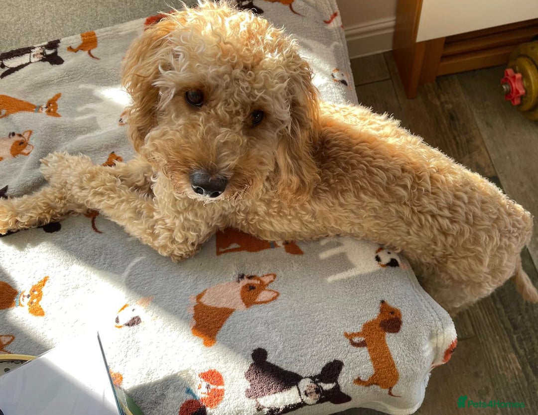 Cockapoo dogs for sale: 8 month old Toy cockapoo - Image 5