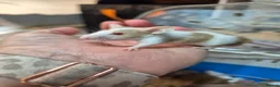 Mouse rodents for sale: Fancey Male and female mice - Advert 1
