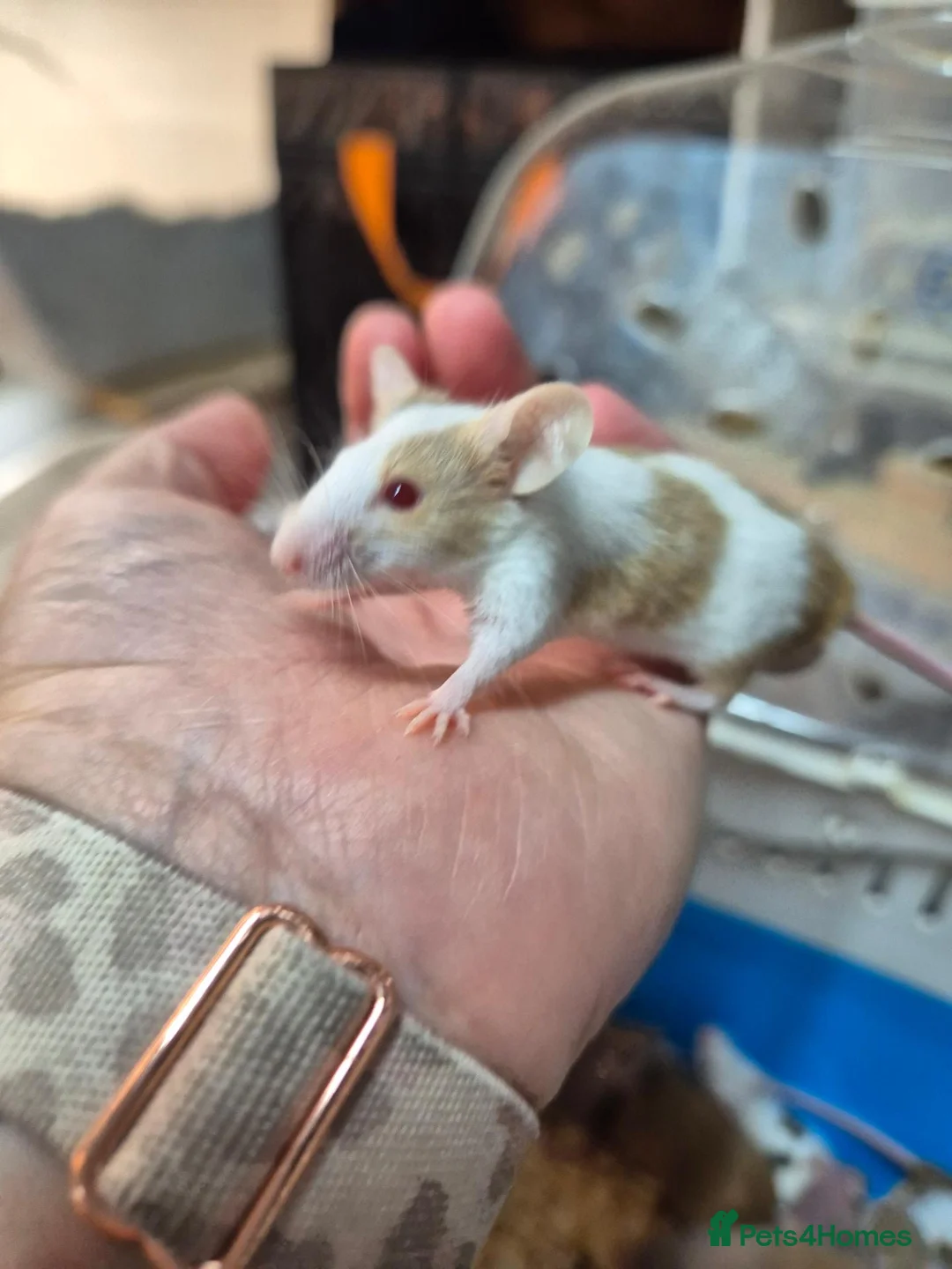 Mouse rodents for sale: Fancey Male and female mice - Advert 1
