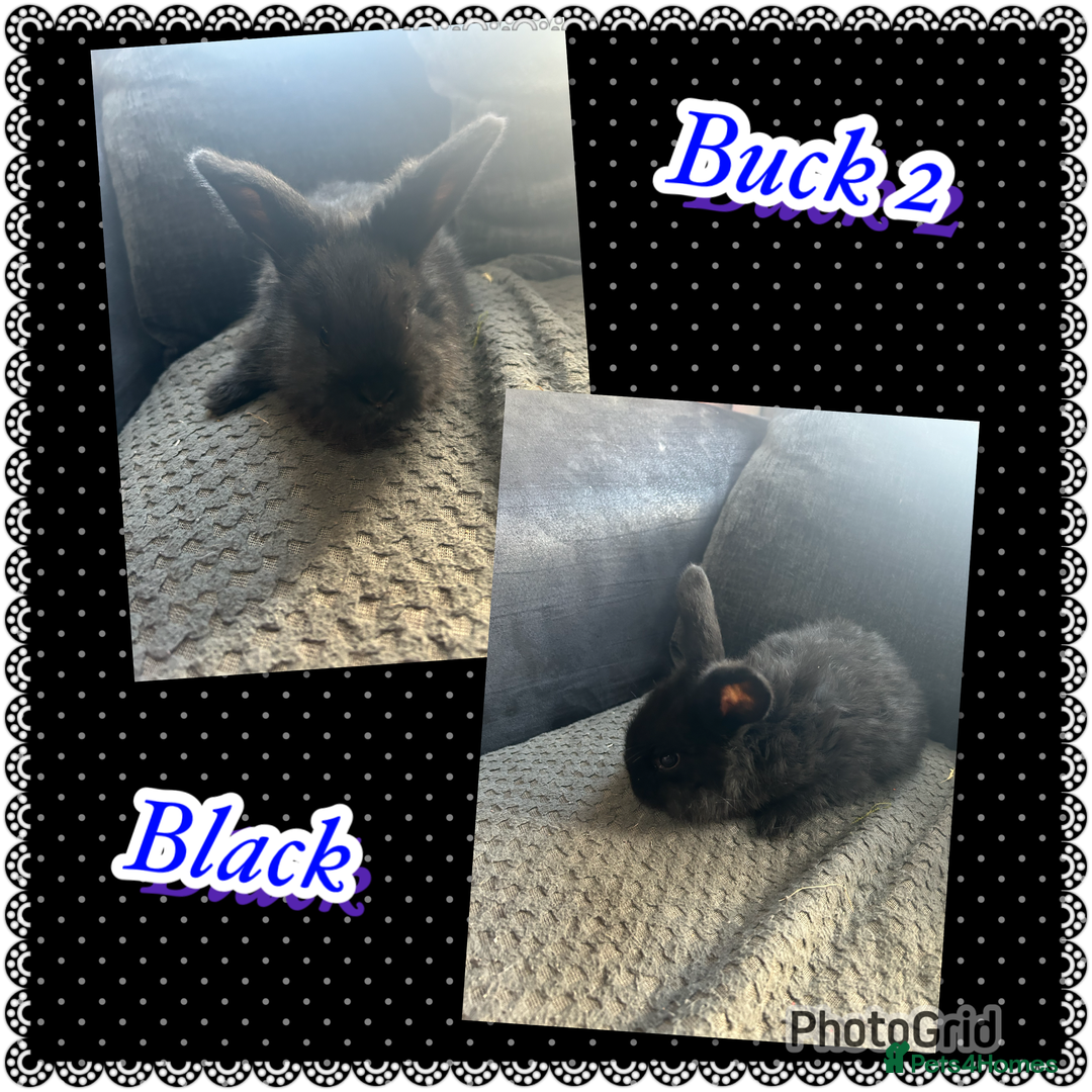 Continental Giant rabbits for sale: Baby continental giant to reserve  - Advert 2
