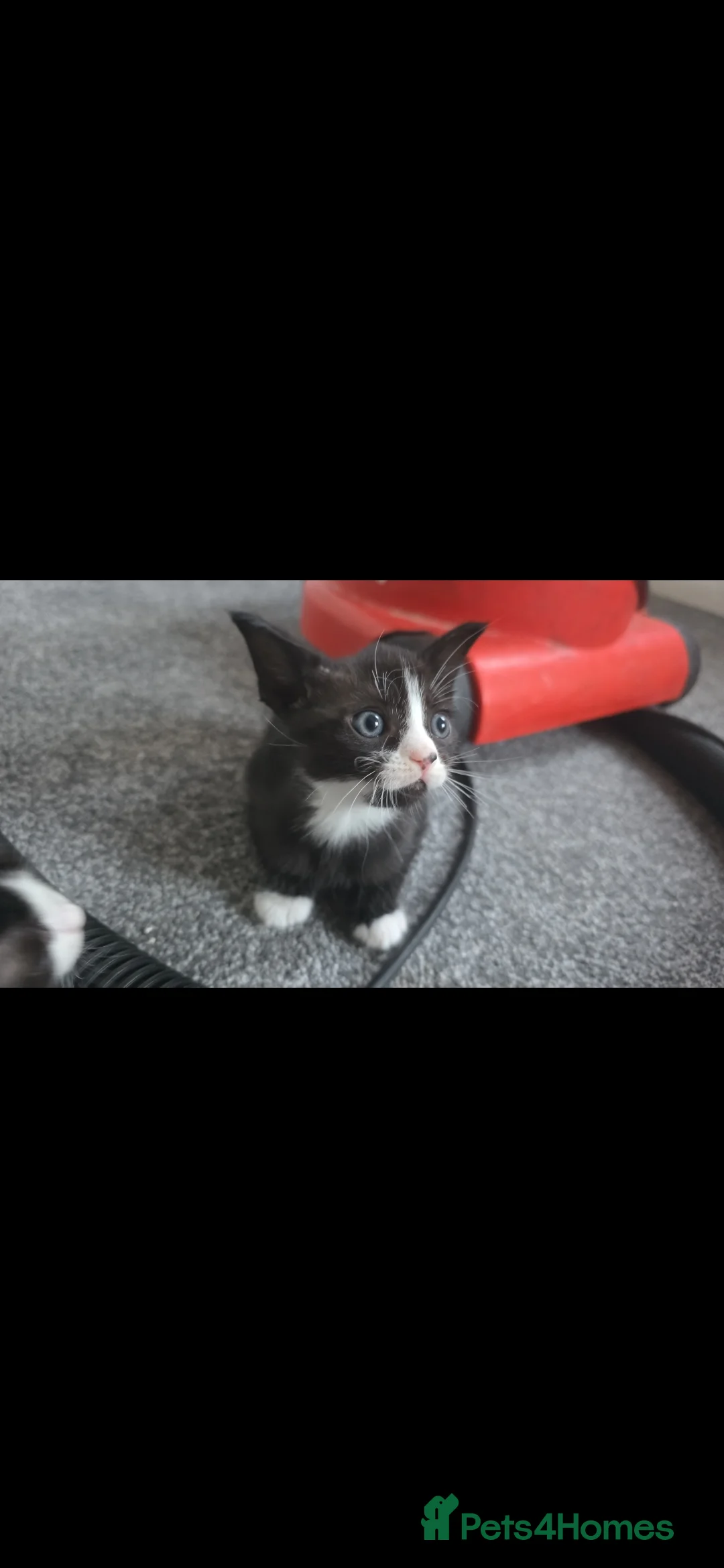 Mixed Breed cats for sale: 1 boy 1 girl tuxedo kittens in Arlesey - Advert 2
