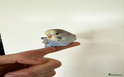 Budgerigars birds for sale: Young budgies happy&healthy in London - Image 25