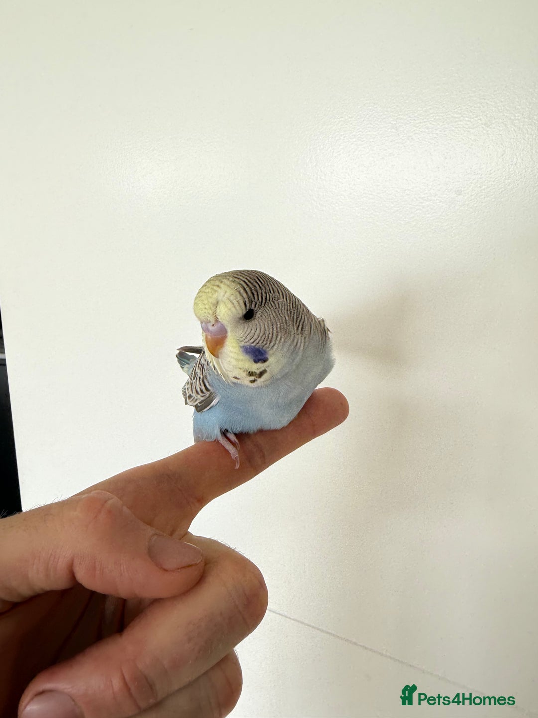 Budgerigars birds for sale: Young budgies happy&healthy in London - Image 25