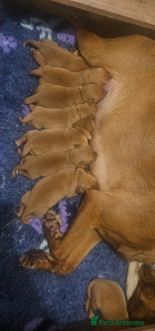 Labrador Retriever dogs KC Fox Red Labrador Puppys - Advert 16