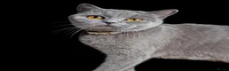 British Shorthair cats for sale: 3x British Shorthair Kittens - Ready to go in Bedworth - Advert 10