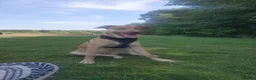 Mixed Breed dogs for sale: Border collie cross  in Coventry - Advert 4