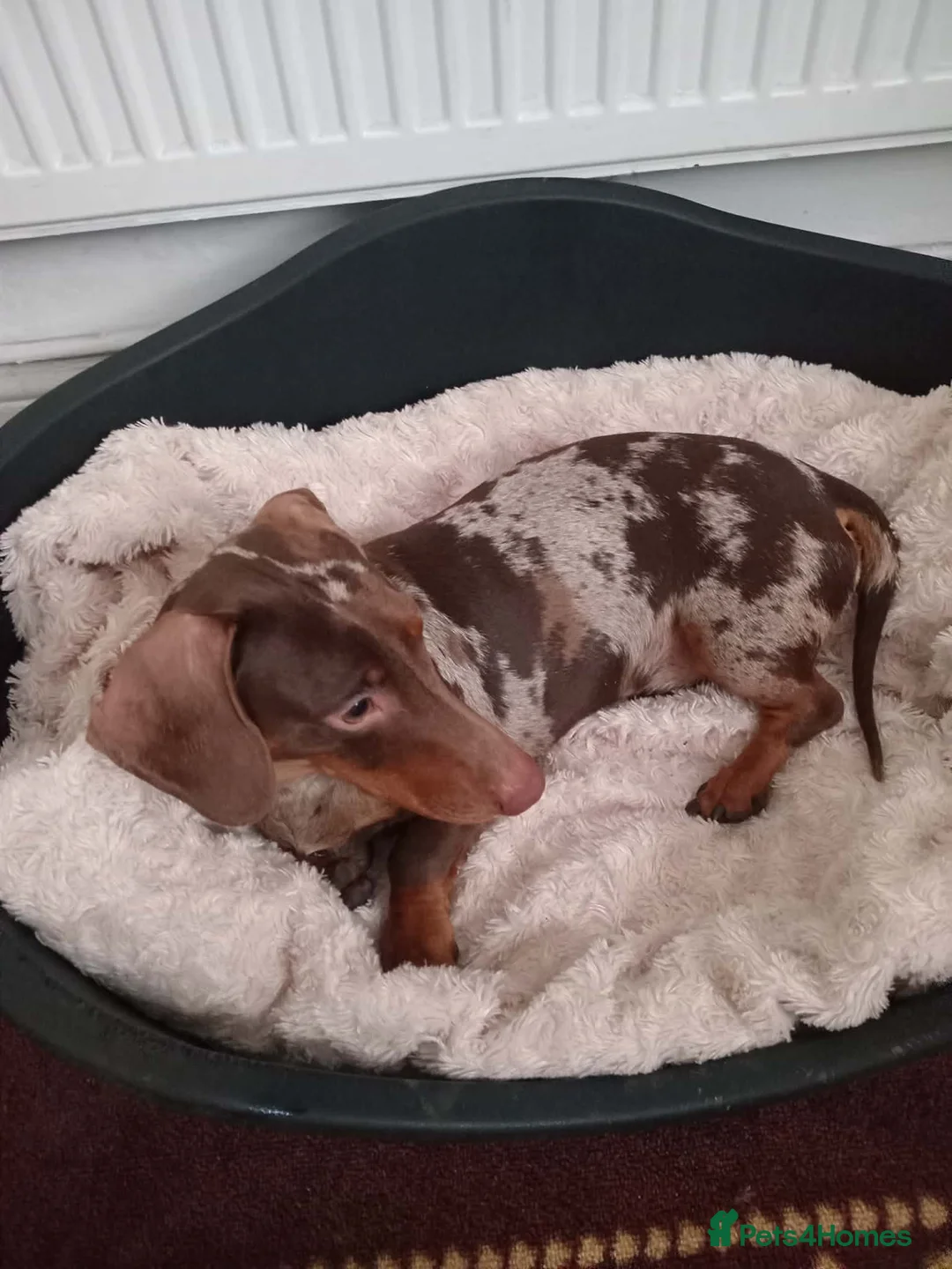 Miniature Dachshund dogs for sale: Stunning little boy - Advert 4