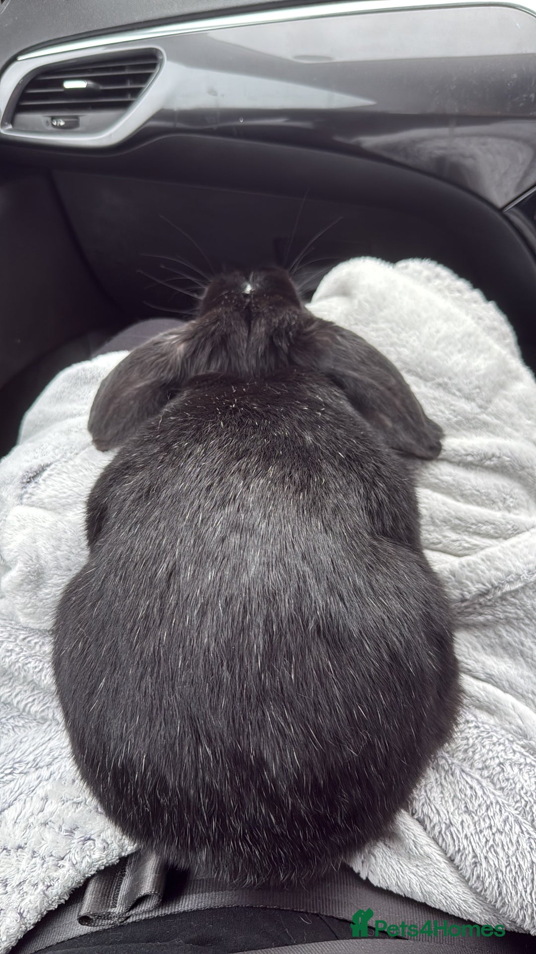 English Lop rabbits for sale: urgently need her rehomed - Advert 2