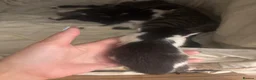 Mixed Breed cats for sale: 6 beautiful kittens  - Advert 5