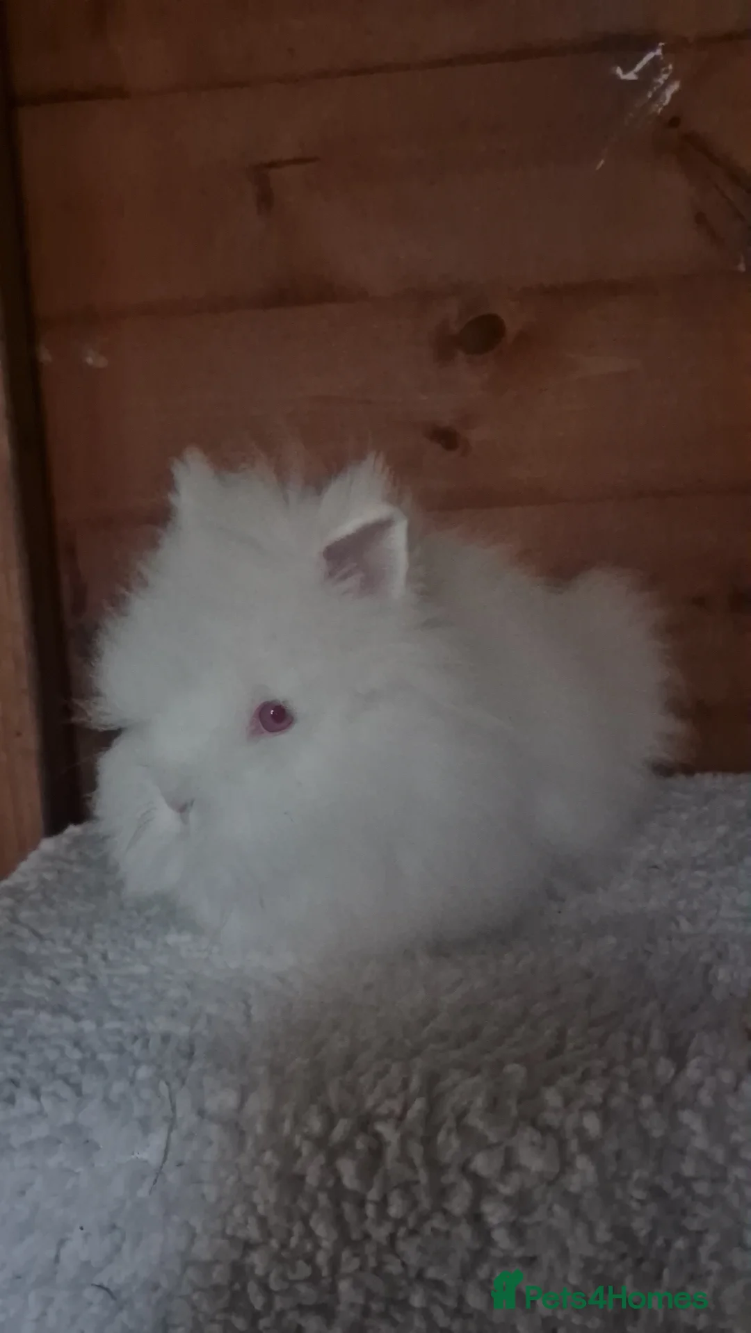 Mixed Breed rabbits for sale: Stunning bunnies ready to go - Advert 3