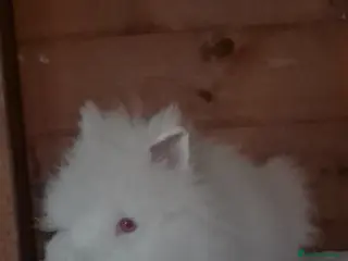 Mixed Breed rabbits Beautiful baby bunnies - Advert 11