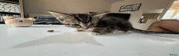 British Shorthair cats for sale: Muffin’s Beautiful Kittens Looking for Loving Home - Advert 5