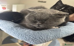 Scottish Fold cats for sale: 2 Scottish Fold Kittens. ( Girls ) - Image 2