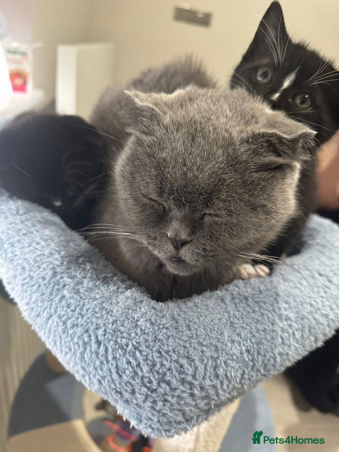 Scottish Fold cats for sale: 2 Scottish Fold Kittens. ( Girls ) - Image 2