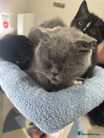Scottish Fold cats - Advert 1