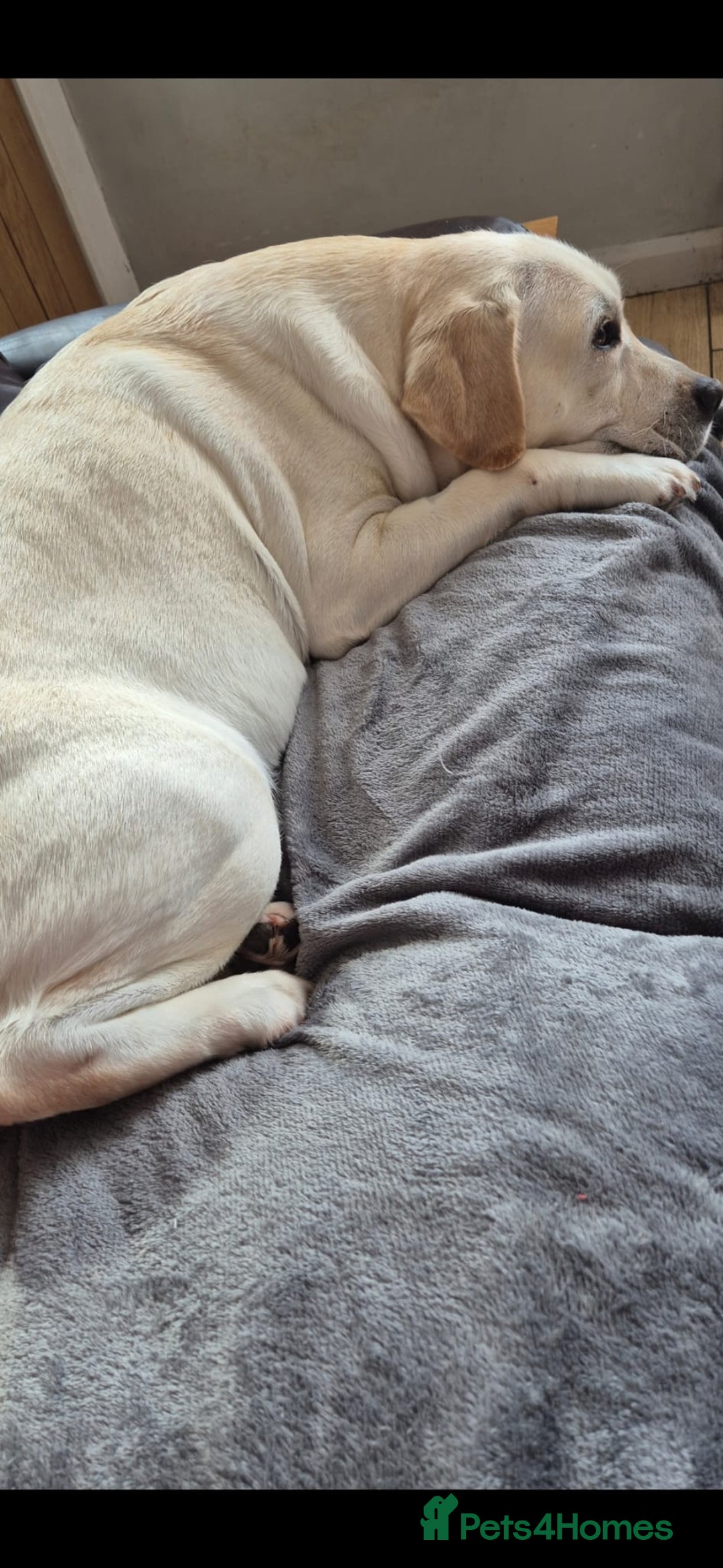 Labrador Retriever dogs for sale: Chunky Yellow puppies arrived 29th October. - Image 5