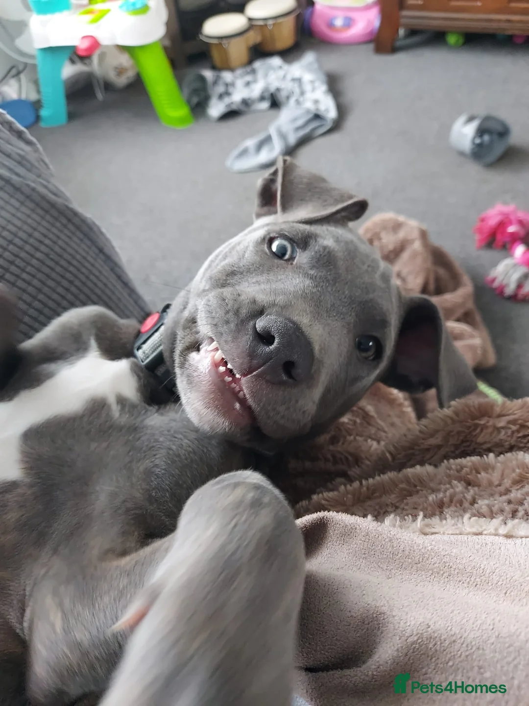 Staffordshire Bull Terrier dogs for sale: Archie - Advert 2