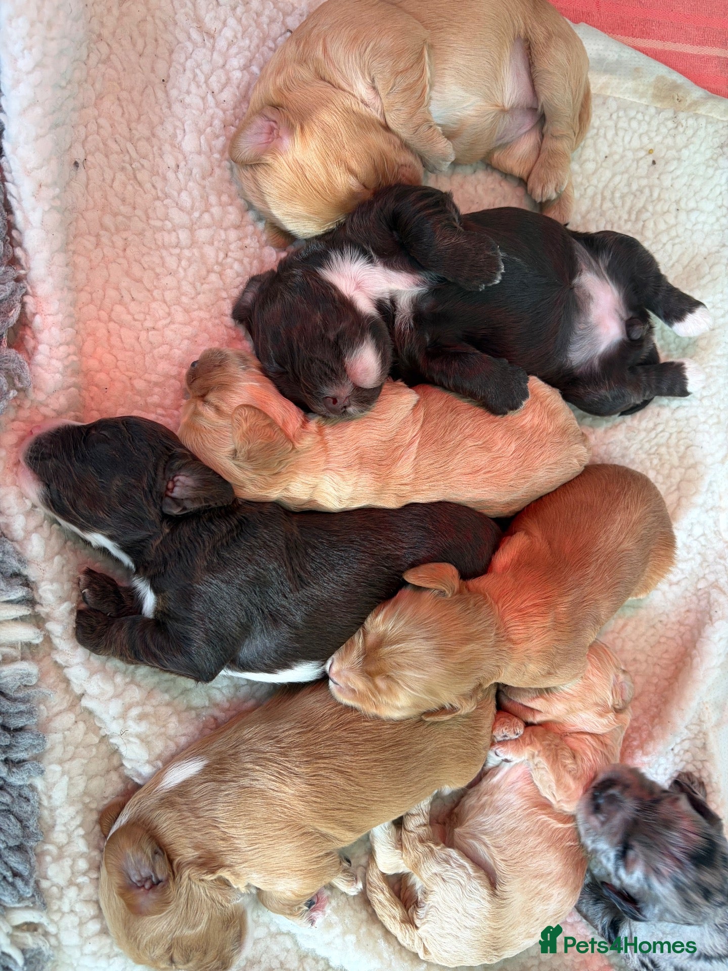 Mixed Breed cats for sale: Miniature Cockapoo’s looking for their forever. - Advert 2