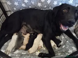 Labrador Retriever dogs 8 stunning Labrador puppies - Advert 13