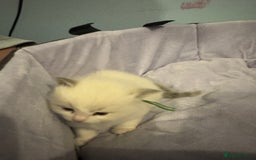 Ragdoll cats for sale: Three beautiful blue ragdoll kittens  - Image 18