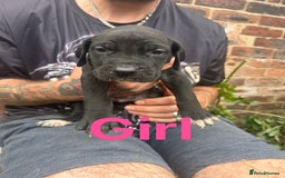 Mixed Breed dogs for sale: Daniff Puppies. Great Dane x Mastiff Ready 23/08 - Image 2