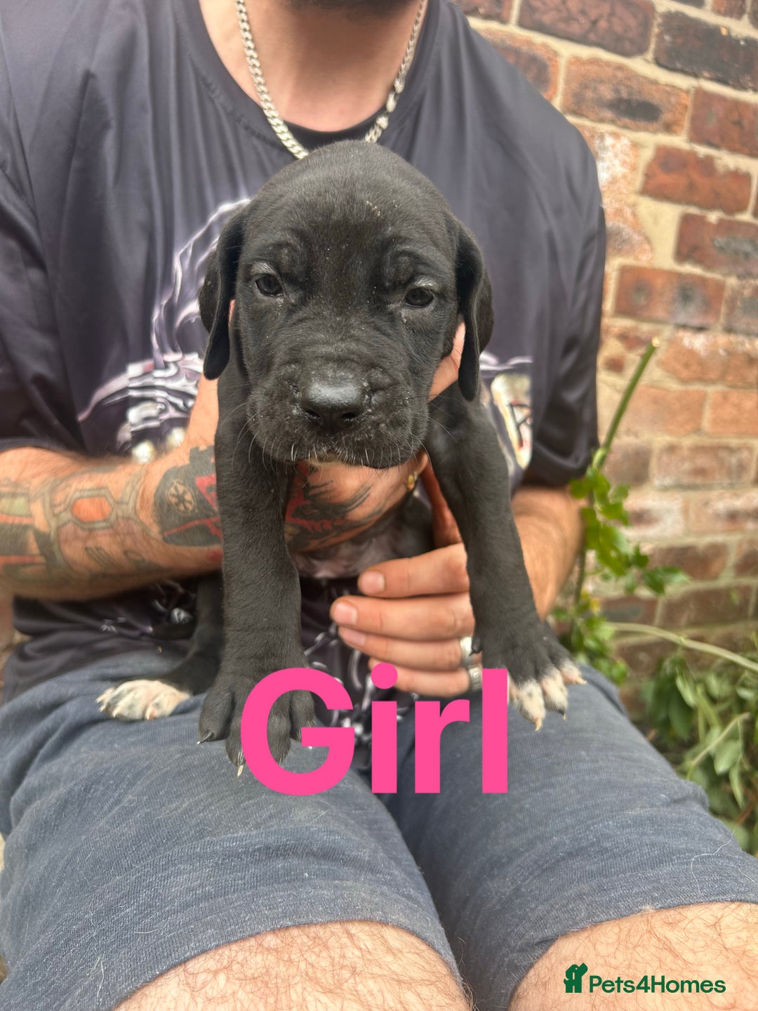 Mixed Breed dogs for sale: Daniff Puppies. Great Dane x Mastiff Ready 23/08 - Image 2