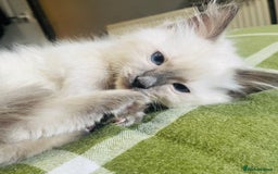 Ragdoll cats for sale: Ragdoll kittens (ready to leave now) - Image 1