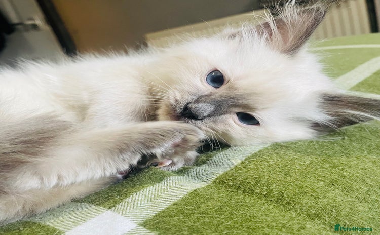 Ragdoll cats - Advert 9