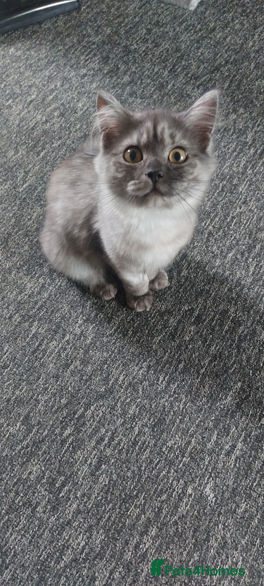 British Longhair cats for sale: Smoke british longhair female - Advert 4