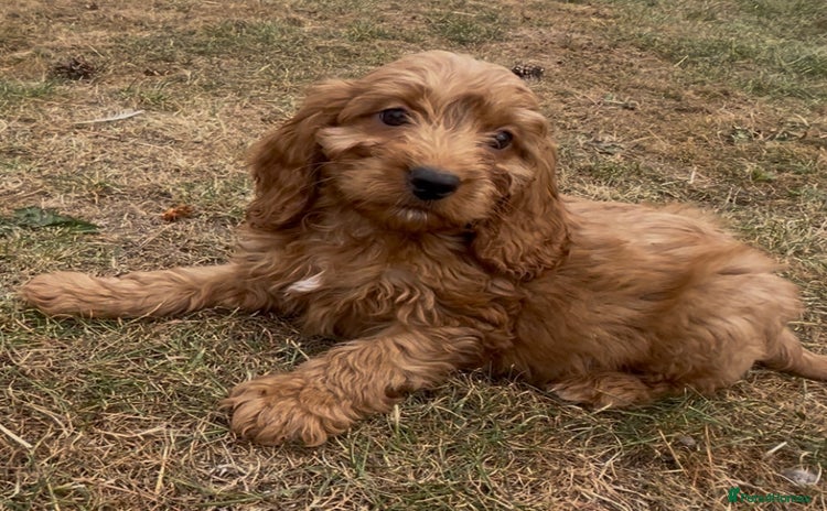 Cockapoo dogs - Advert 12