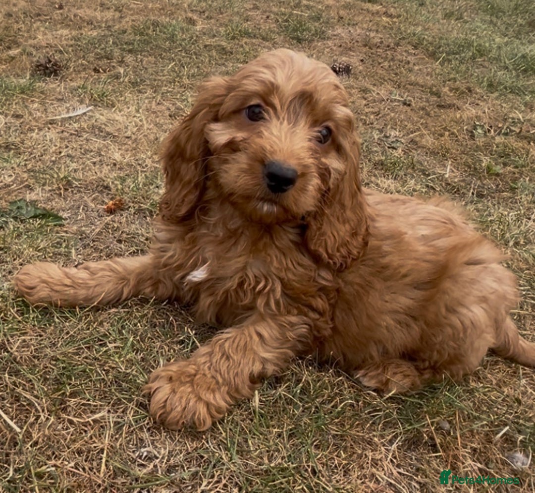 Cockapoo dogs for sale: Healthy Cockapoos ready to leave on the 29/08/25 - Image 1