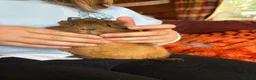 Guinea Pig rodents for sale: Beautiful baby Guinea pigs  - Advert 4