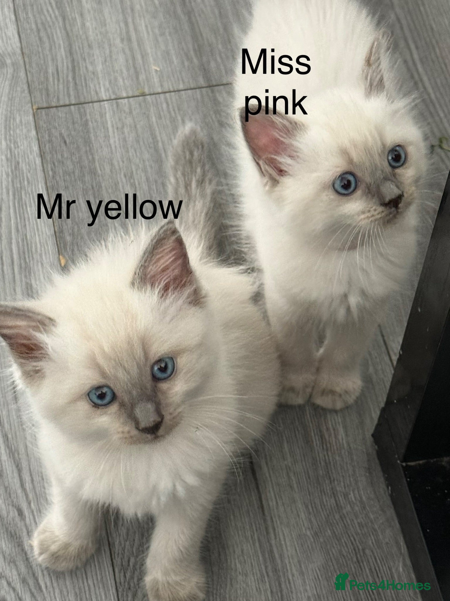 Ragdoll cats Stunning bluepoint ragdoll kittens  - Advert 2